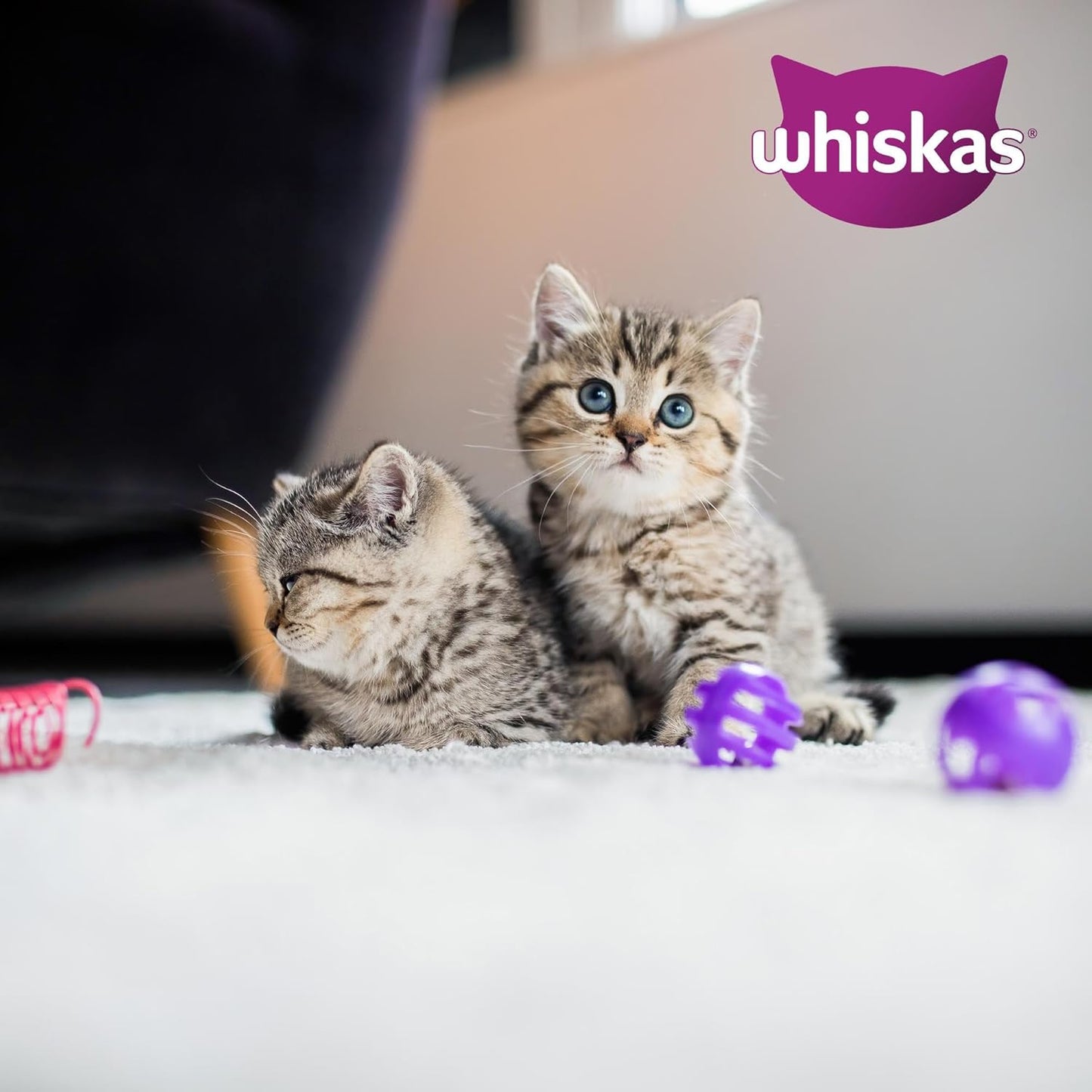 Whiskas Junior Poultry Selection in Jelly 48 x 85 g Pouches, Kitten Cat Food, Pack of 4 (12 x 85 g)