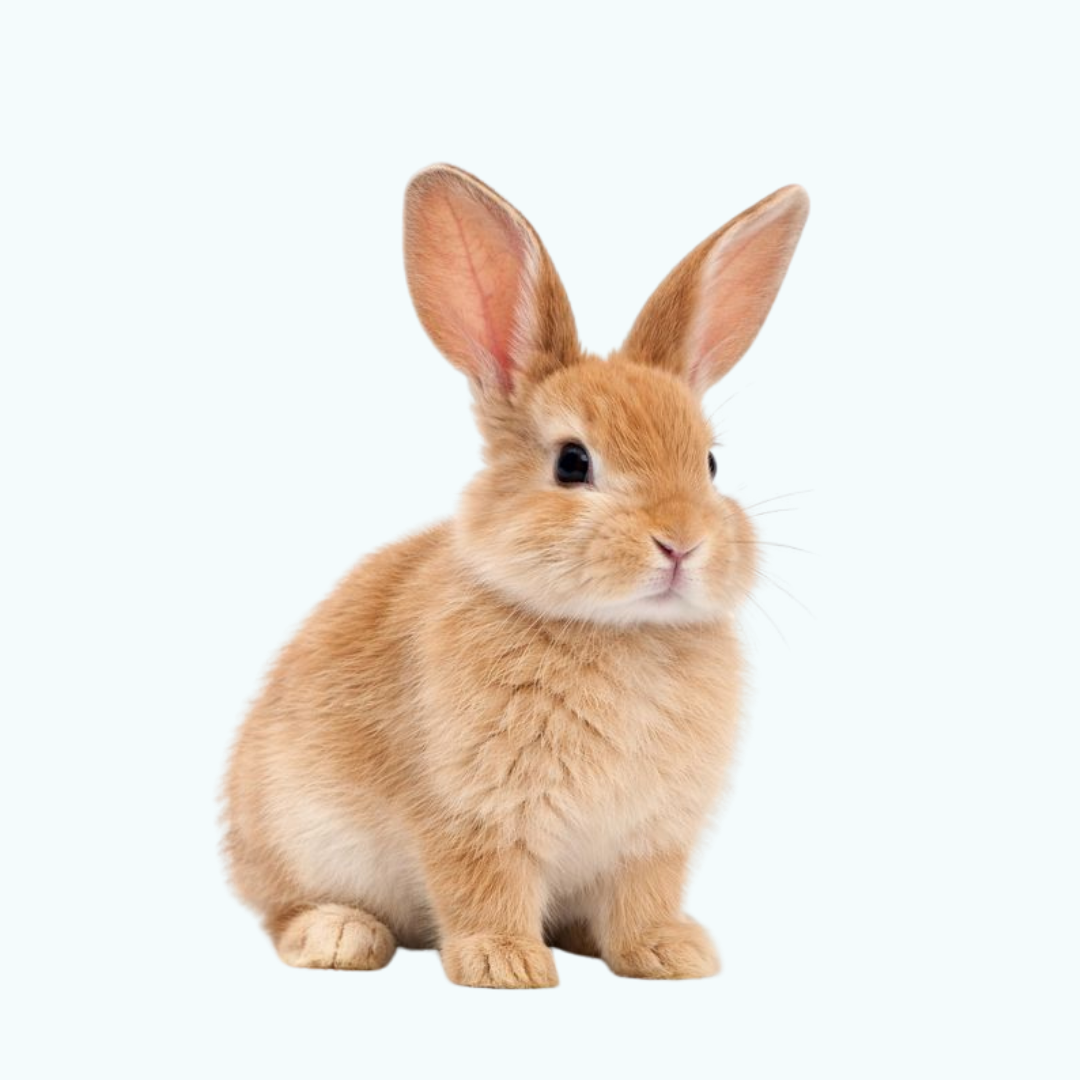 Carriers & Transport Accessories