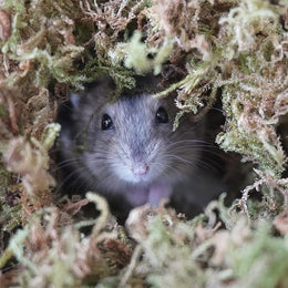 150g Hamster Moss for Hamsters Bedding, Small Animal Habitat Decoration, Good for Hamster Cages Accessories