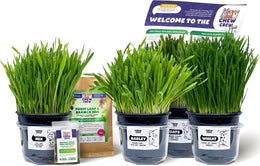 Fresh Grass for Rabbits, Guinea Pigs, Chinchillas, Hamsters, Gerbils – 4 Varieties (Oats, Wheat, Barley, Mix) – Healthy Hay Alternative – Live Boredom Buster Treat, UK Grown by Chew Crew