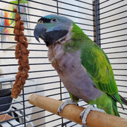 Parrot Essentials Red Millet Spray Bird Food (250g) – Healthy Parrot Food, Natural Bird Treats, Millet for Budgies, Cockatiel Treats, Conure, Lovebird, Parakeets and Budgies Food