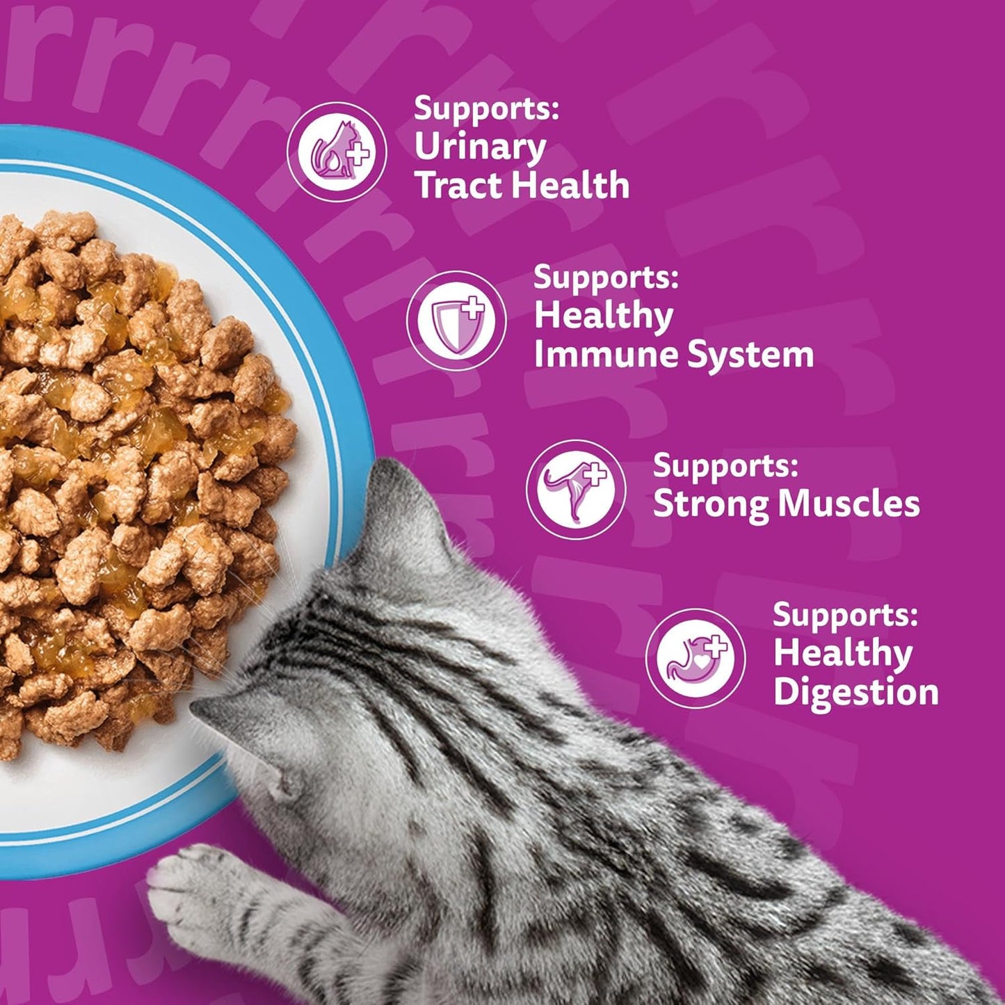 WHISKAS Senior 11+ Wet Cat Food in Jelly 12x85g Fish Favourites (Pack of 4)