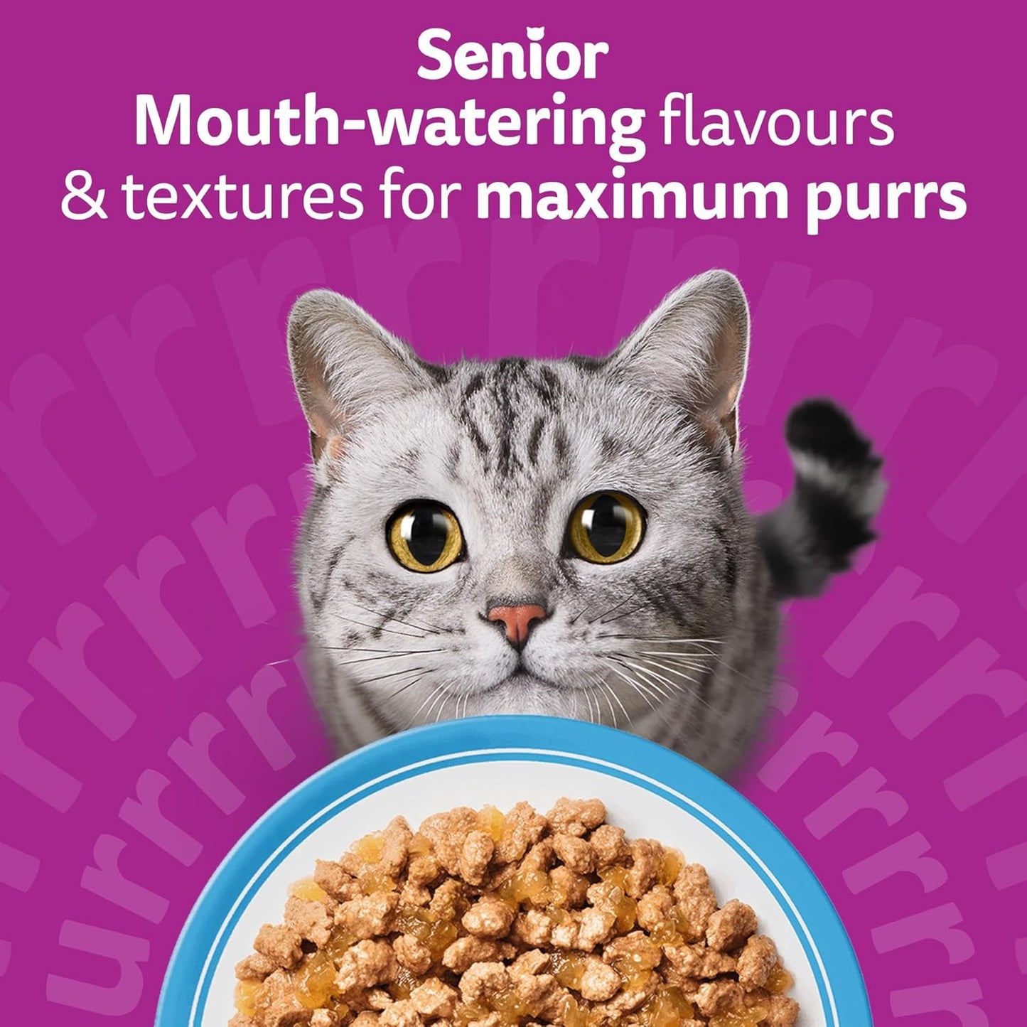 WHISKAS Senior 11+ Wet Cat Food in Jelly 12x85g Fish Favourites (Pack of 4)