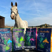 Hilton Herballs No. 2 Turmeric & Ginger All-Natural Horse Treats. Tasty Treats or Rewards for Horses and Ponies. No Additives or Fillers. Molasses-Free. 100% Natural Ingredients. 2kg Bag. Made in UK.