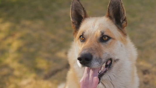 Arkwrights Complete with Beef Dry Dog Food 15kg - Complete Nutrition for Working and Sporting Adult Dogs - Healthy, Nutritious Dry Dog Biscuits